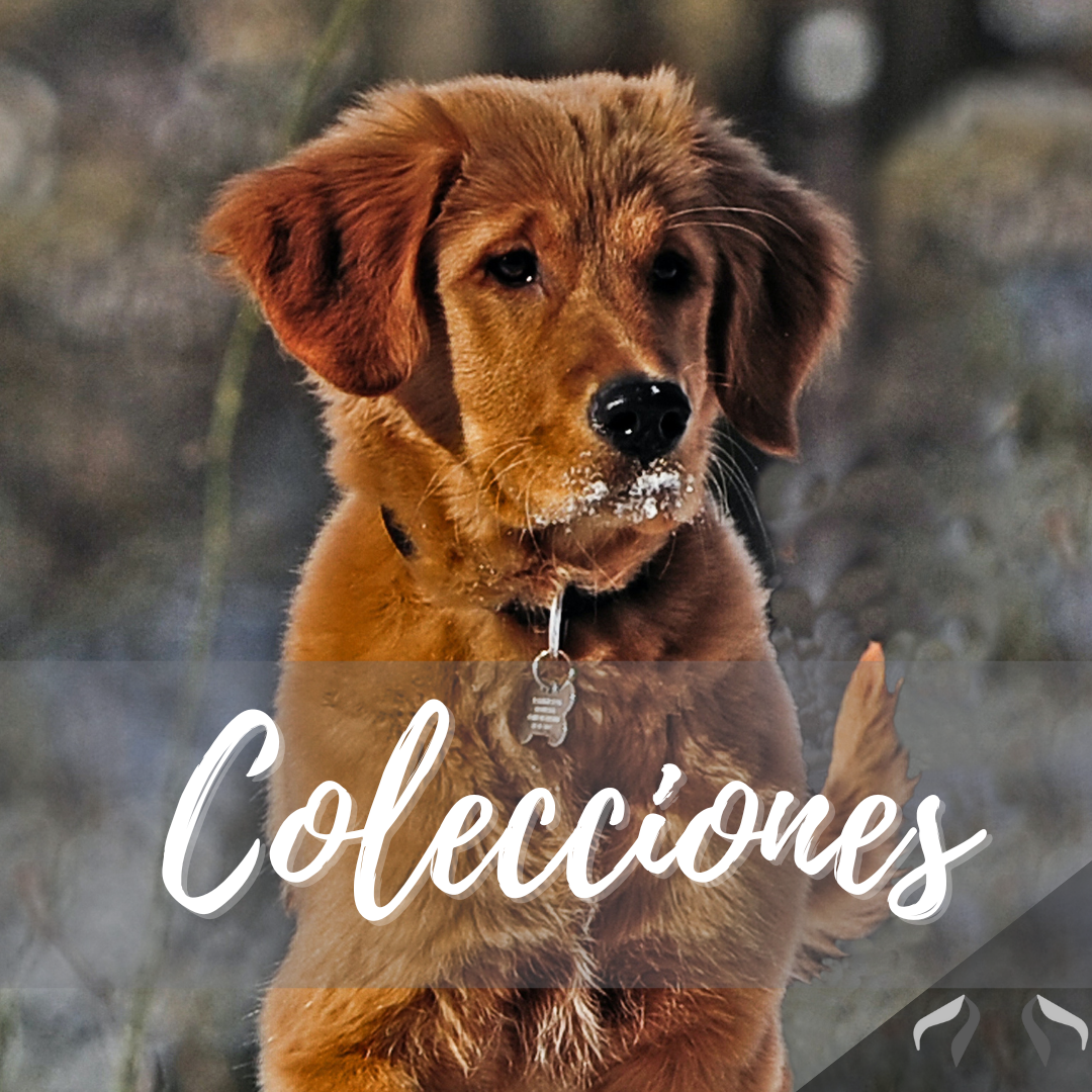 Flexi Correa extensible para perros – DanaturalDog