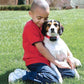 Collar anti-ladrido para perros PetSafe